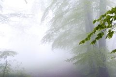DSCF0071